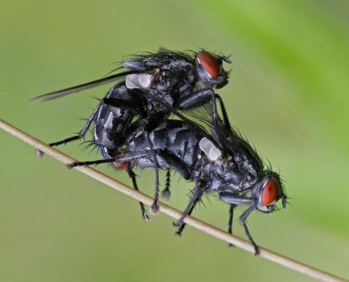 Sarcophaga sp.